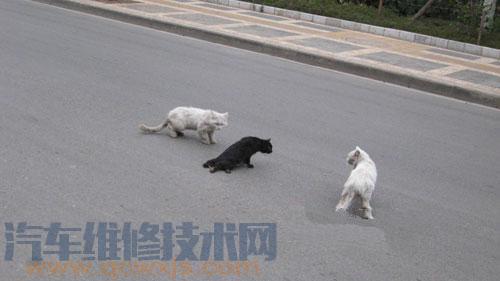開車軋死寵物動物，是否也算交通事故？