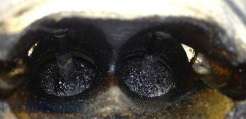 開車低速檔猛踩油門高速奔跑這樣不容易產(chǎn)生積碳是這樣嗎? 開車低速檔猛踩油門高速奔跑這樣不容易產(chǎn)生積碳是這樣嗎?