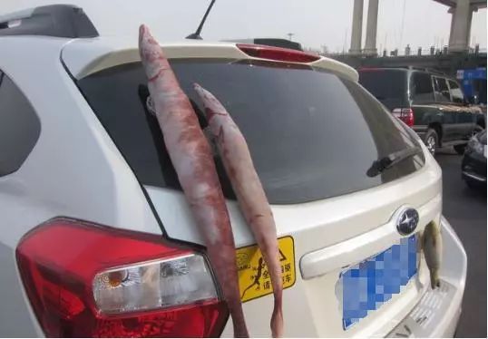 汽車后面貼壁虎掛咸魚是什么意思？
