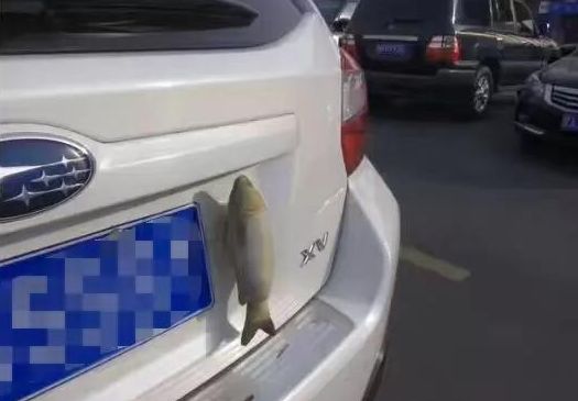 汽車后面貼壁虎掛咸魚是什么意思？