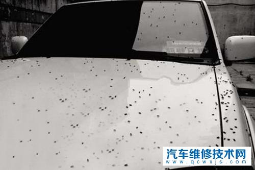 鳥糞對漆面到底有哪些傷害?如何避免被鳥糞侵蝕到車漆?