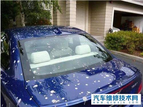 鳥糞對漆面到底有哪些傷害?如何避免被鳥糞侵蝕到車漆?